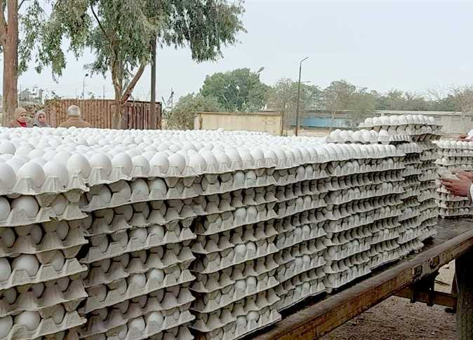 بعد ارتفاع أسعار الدواجن.. مشروع الـ30 مليون بيضة في القليوبية يوفر الأمن الغذائي